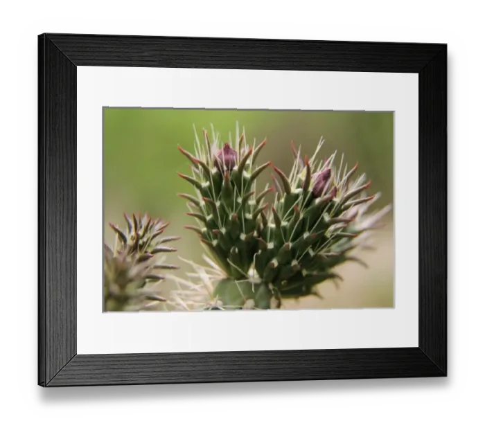 Framed Print : USA, North America, Arizona