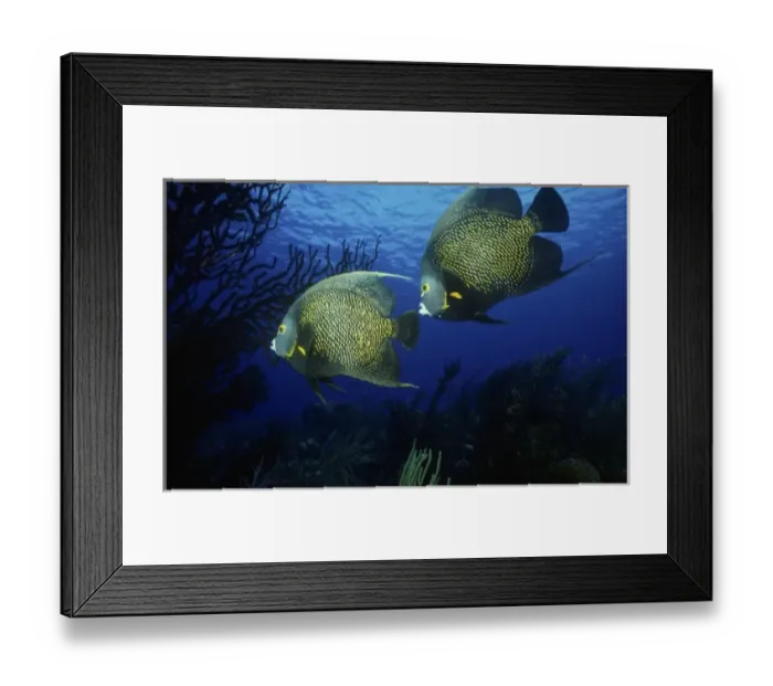 Framed Print : French Angel Fish, John Pennekamp State Park, Florida Keys, Key West, Florida