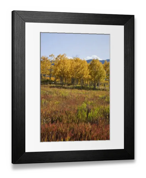 Framed Print : USA, Colorado, Uncompahgre National Forest, along forest road 858 Framed Print : USA, Colorado, Uncompahgre National Forest, along forest road 858