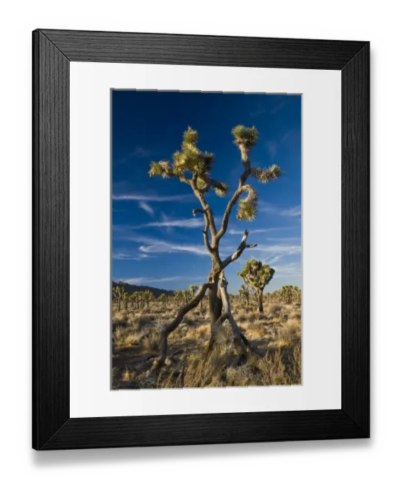 Framed Print : USA, California, Joshua Tree National Park. Joshua Tree, yucca brevifolia, in Hidden Valley Framed Print : USA, California, Joshua Tree National Park. Joshua Tree, yucca brevifolia, in Hidden Valley