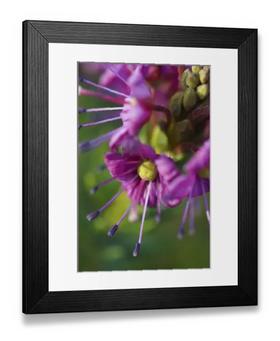 Framed Print : Wildflowers, Lassen Volcanic National Park, Mount Lassen, California, USA Framed Print : Wildflowers, Lassen Volcanic National Park, Mount Lassen, California, USA