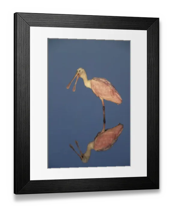 Framed Print : USA, Florida, Merritt Island National Wildlife Reserve. Roseate spoonbill reflects in still water Framed Print : USA, Florida, Merritt Island National Wildlife Reserve. Roseate spoonbill reflects in still water