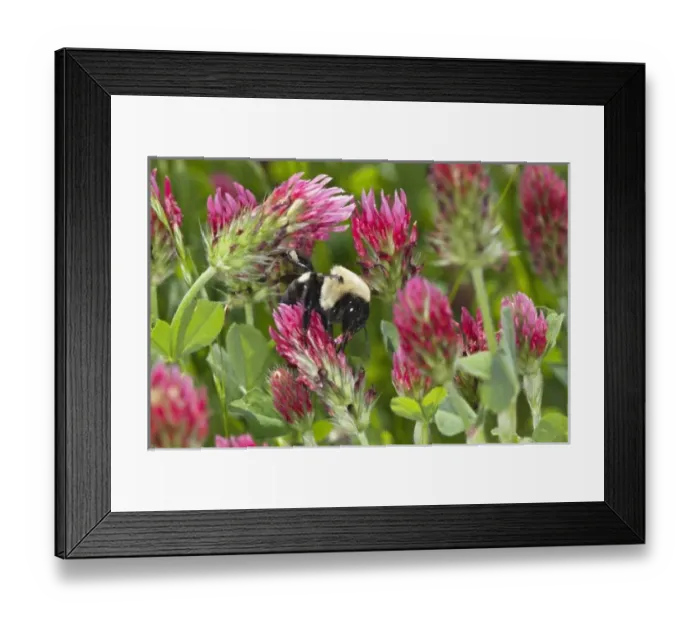 Framed Print : USA, North America, Georgia Framed Print : USA, North America, Georgia
