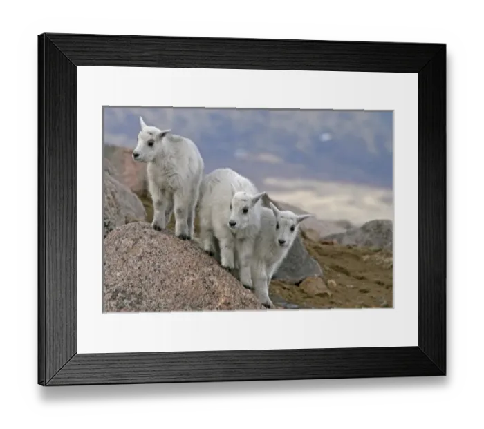 Framed Print : USA, Colorado, Mount Evans. Mountain goat kids playing King of the Boulder Framed Print : USA, Colorado, Mount Evans. Mountain goat kids playing King of the Boulder