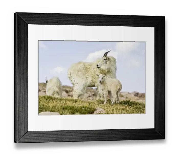 Framed Print : USA, North America, Colorado Framed Print : USA, North America, Colorado