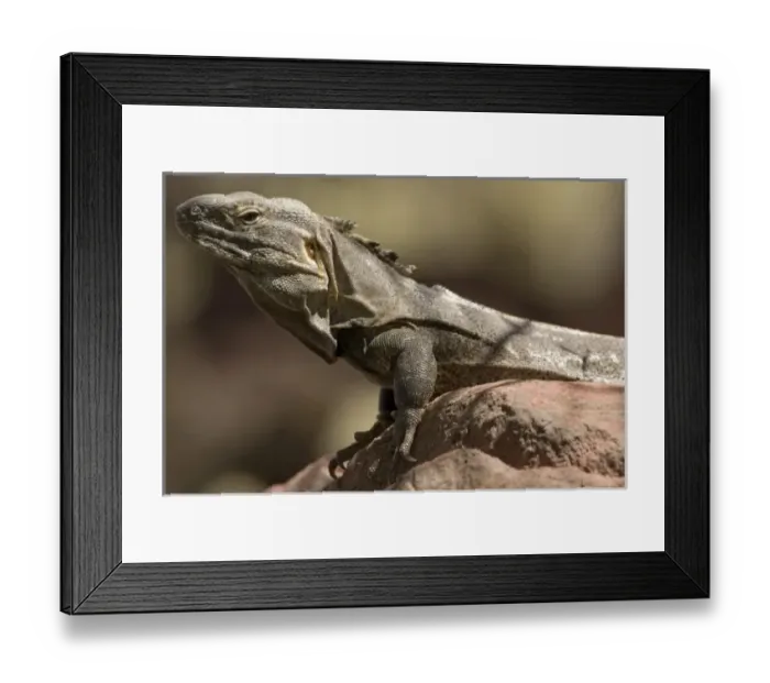 Framed Print : USA, North America, Arizona Framed Print : USA, North America, Arizona