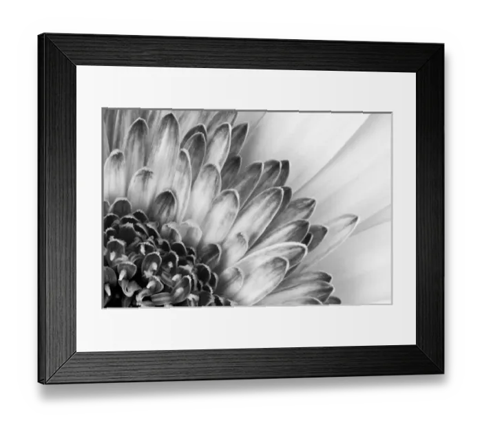 Framed Print : North America, USA, Florida, Orlando, black and white close-up of a flower showing petal detail Framed Print : North America, USA, Florida, Orlando, black and white close-up of a flower showing petal detail