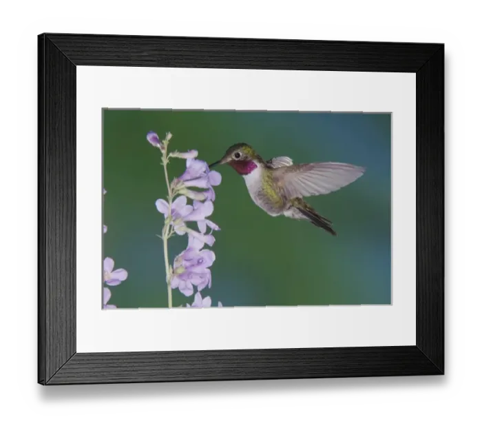 Framed Print : USA, North America, Colorado