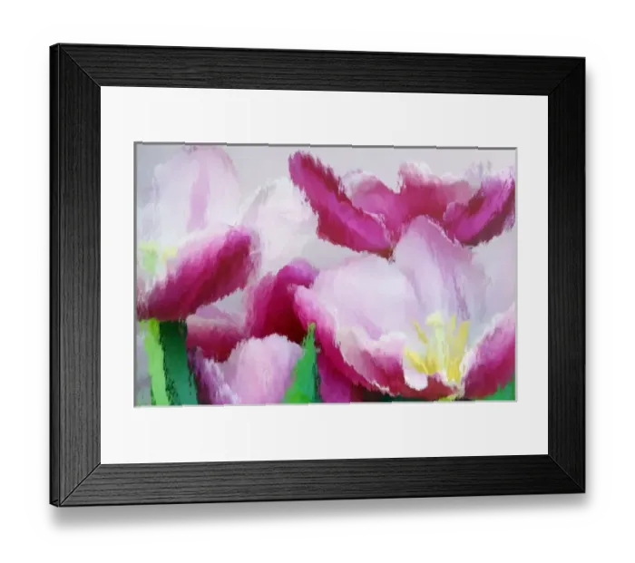 Framed Print : North America, USA, Florida, Orlando, tulips in pink and white photographed through Framed Print : North America, USA, Florida, Orlando, tulips in pink and white photographed through