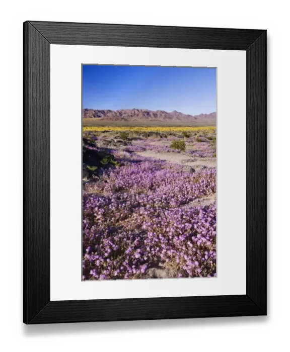 Framed Print : Sand Verbena & Desert Gold at Amboy Crater, CA, USA Framed Print : Sand Verbena & Desert Gold at Amboy Crater, CA, USA