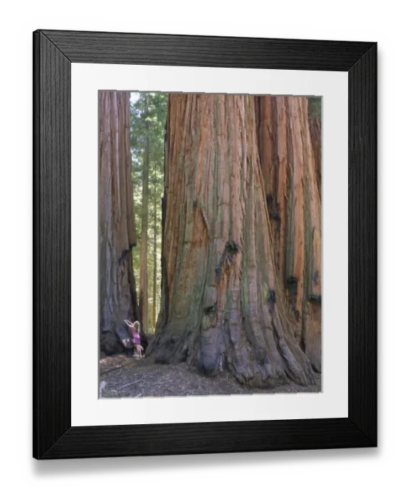 Framed Print : USA, California, Sequoia National Park. Young girl looking up at sequoia tree Framed Print : USA, California, Sequoia National Park. Young girl looking up at sequoia tree