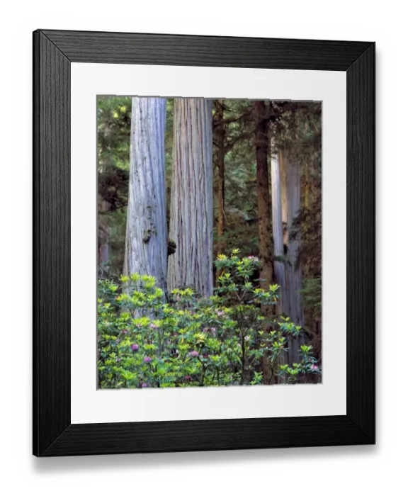 Framed Print : USA, California, Redwood NP. Rhododenrons contrast with the striated bark of Framed Print : USA, California, Redwood NP. Rhododenrons contrast with the striated bark of