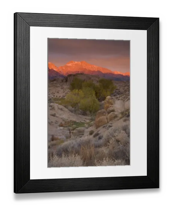Framed Print : Fall Color on Cottonwoods with backdrop of the Eastern Sierra Mountains = Alabama Framed Print : Fall Color on Cottonwoods with backdrop of the Eastern Sierra Mountains = Alabama