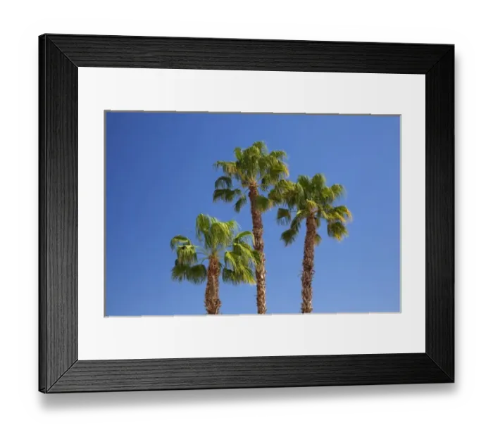 Framed Print : CA, Indio, fan palm trees