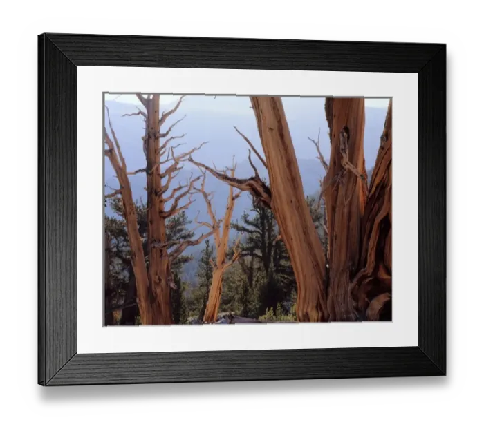 Framed Print : California. USA. Bristlecone pine snags & living trees (Pinus longaeva). Patriarch Grove Framed Print : California. USA. Bristlecone pine snags & living trees (Pinus longaeva). Patriarch Grove