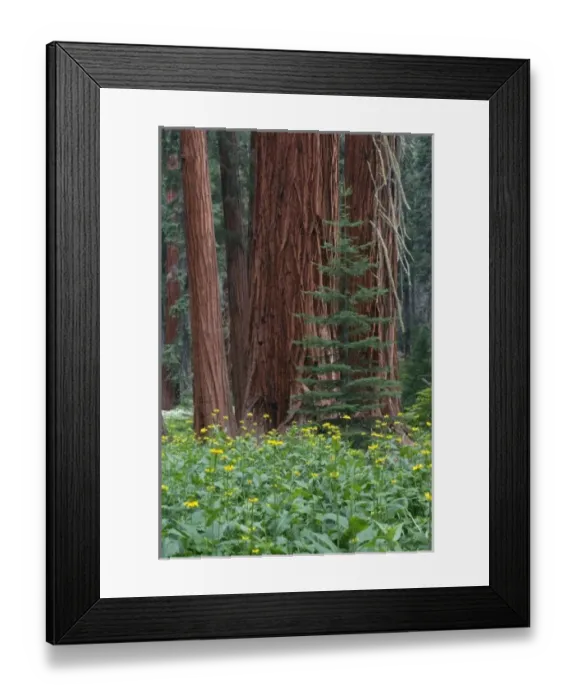 Framed Print : Giant Sequoia trees in the forest, Sequoia and Kings Canyon National Park, California