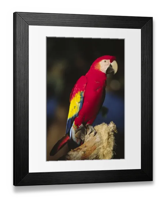 Framed Print : North America, Florida. A captive Scarlet Macaw (Ara macao). It is a native of Framed Print : North America, Florida. A captive Scarlet Macaw (Ara macao). It is a native of
