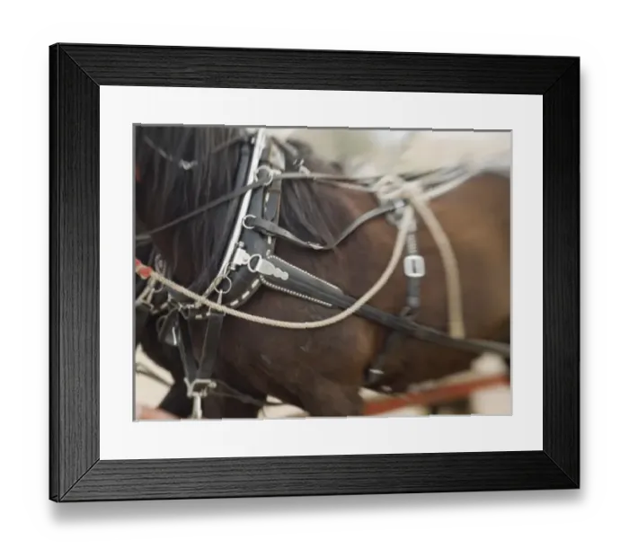 Framed Print : Tucson, Arizona. Details of draft horses during preparation for Tucson rodeo parade