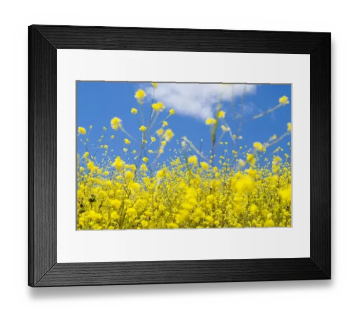 Framed Print : USA, North America, California