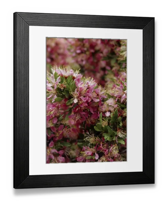 Framed Print : California: Mono Lake, Black Point, blossoms of desert peach ( Prunus andersonii ) Framed Print : California: Mono Lake, Black Point, blossoms of desert peach ( Prunus andersonii )