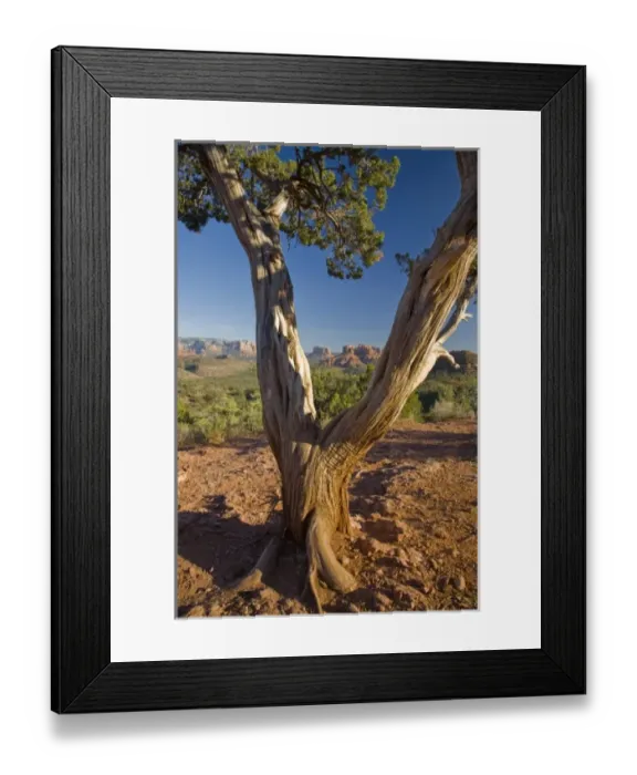 Framed Print : AZ, Arizona, Sedona, Red Rock Country, Old Juniper tree, Cathedral Rock in the background Framed Print : AZ, Arizona, Sedona, Red Rock Country, Old Juniper tree, Cathedral Rock in the background