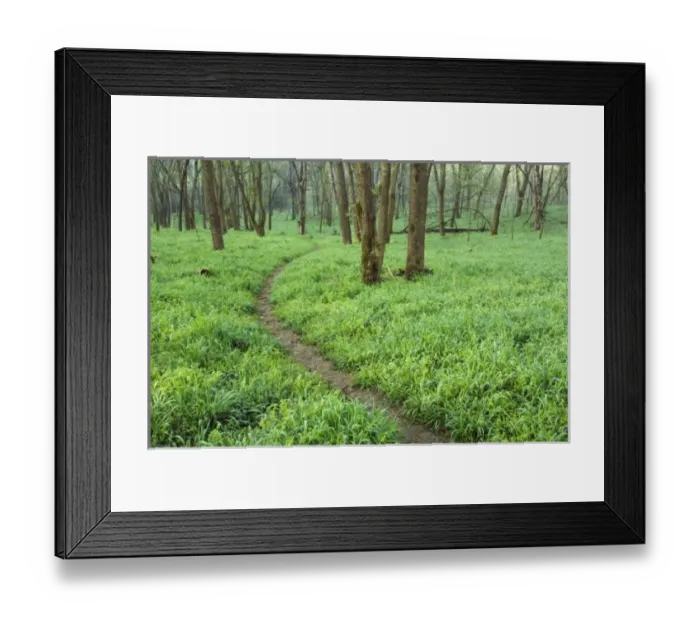 Framed Print : Unknown. Trail winding through native grasses