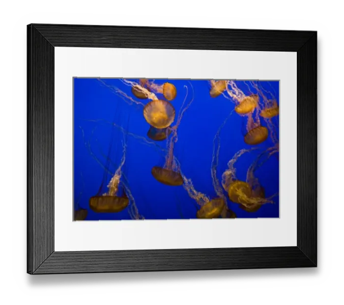Framed Print : Sea Nettles (Chrysaora fuscescens) on display at the Monterey Bay Aquarium - Monterey Framed Print : Sea Nettles (Chrysaora fuscescens) on display at the Monterey Bay Aquarium - Monterey