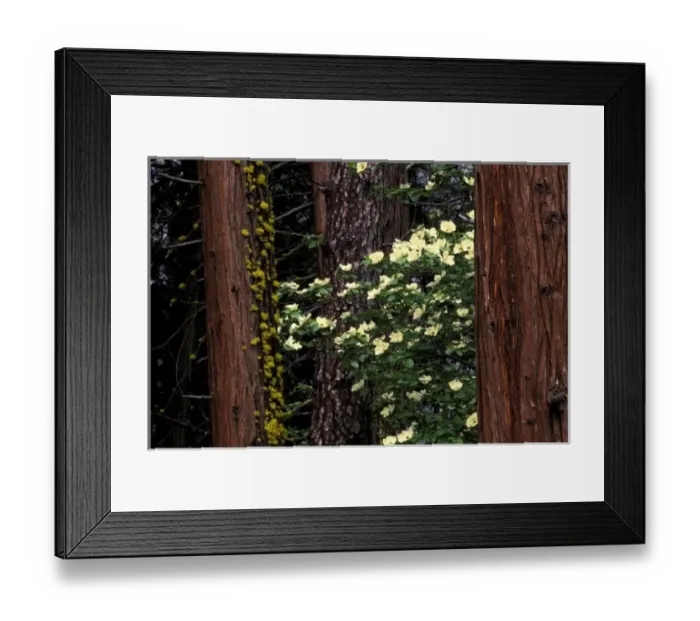 Framed Print : North America, USA, California, Yosemite National Park. Dogwood flowers