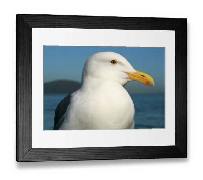 Framed Print : San Francisco, Califonia, United States. Seagull Framed Print : San Francisco, Califonia, United States. Seagull