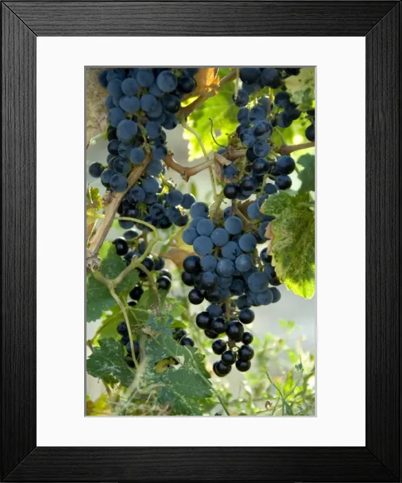Framed Print : USA, North America, Colorado Framed Print : USA, North America, Colorado