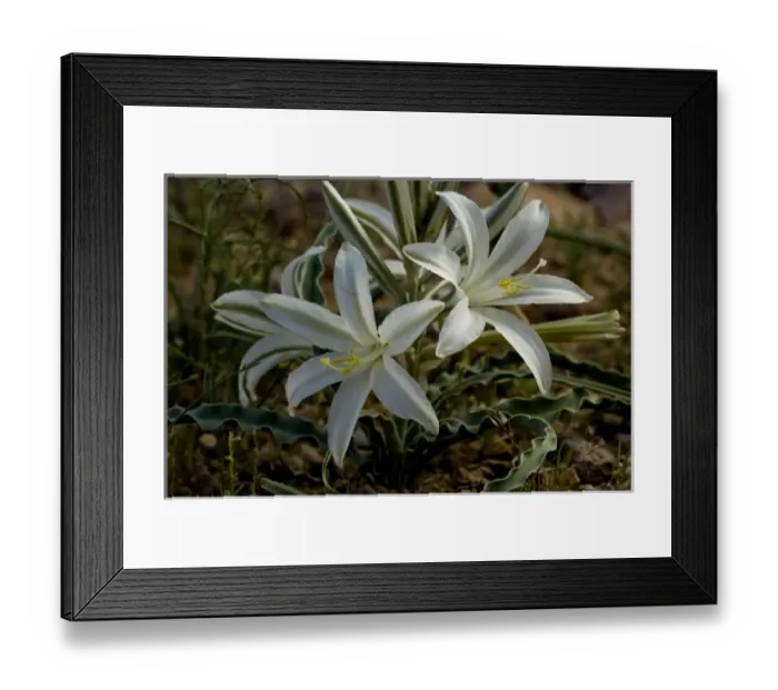Framed Print : USA, North America, Arizona Framed Print : USA, North America, Arizona