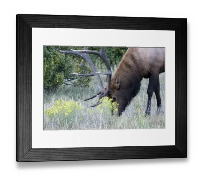 Framed Print : North America - USA - Colorado - Rocky Mountain National Park. Wapiti (American elk)