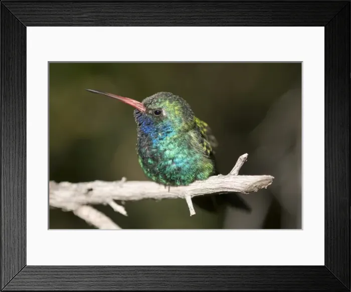 Framed Print : A colorful and curious adult broad-billed hummingbird (Cynanthus latirostris) in Framed Print : A colorful and curious adult broad-billed hummingbird (Cynanthus latirostris) in