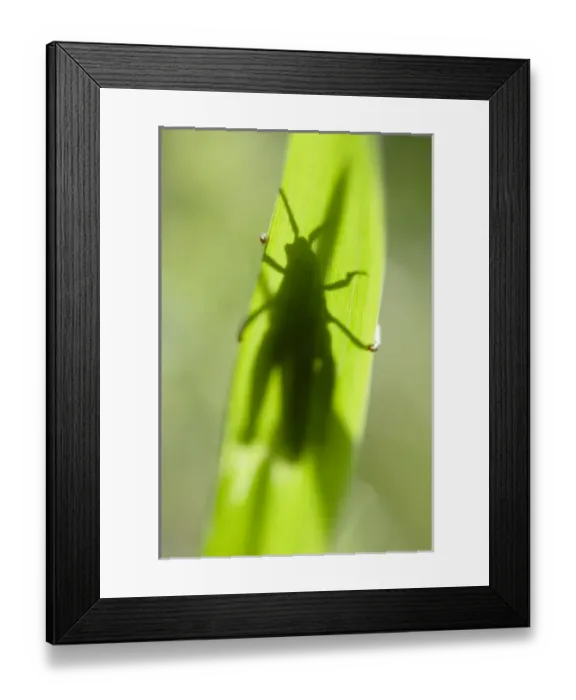 Framed Print : USA, North America, Arkansas Framed Print : USA, North America, Arkansas