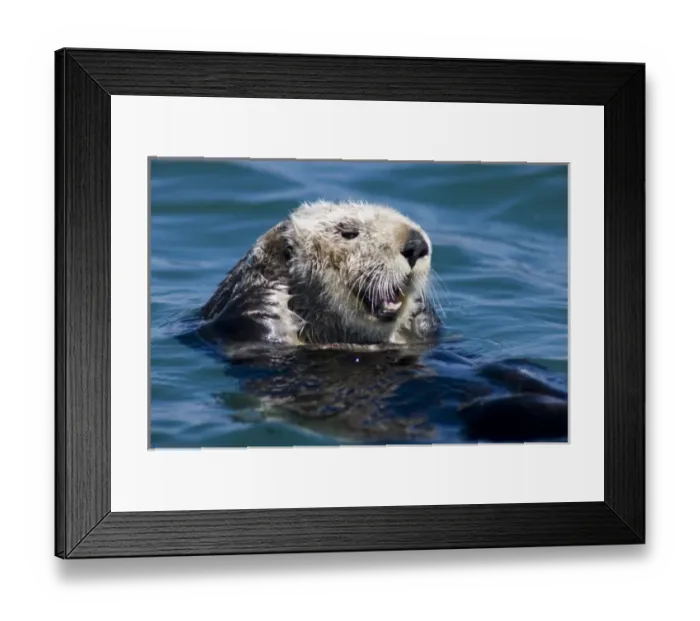 Framed Print : California Sea Otter (Enhydra lutris) grooms its fur - Moss Landing, California
