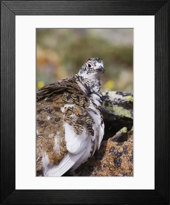 Framed Print : USA, North America, Colorado