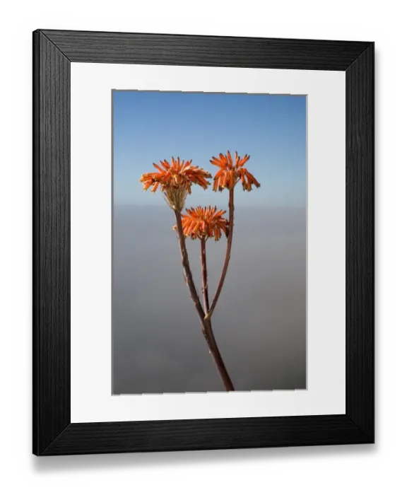 Framed Print : Agave flowers, Big Sur, California