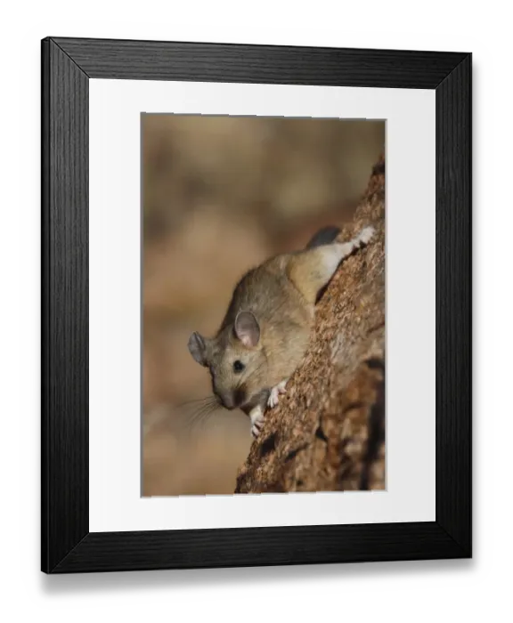 Framed Print : USA, Colorado, Pike National Forest. Bushy-tailed woodrat or packrat clings to