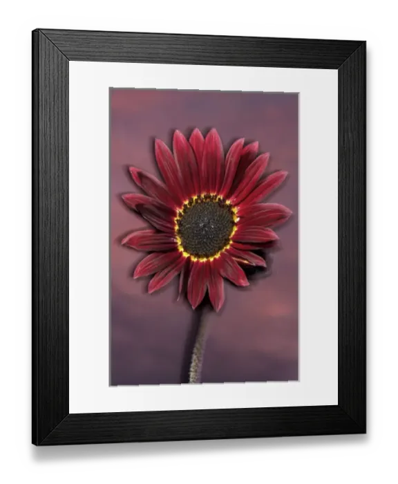 Framed Print : USA, California, San Diego, Hybrid sunflower blowing in the wind at sunset Framed Print : USA, California, San Diego, Hybrid sunflower blowing in the wind at sunset