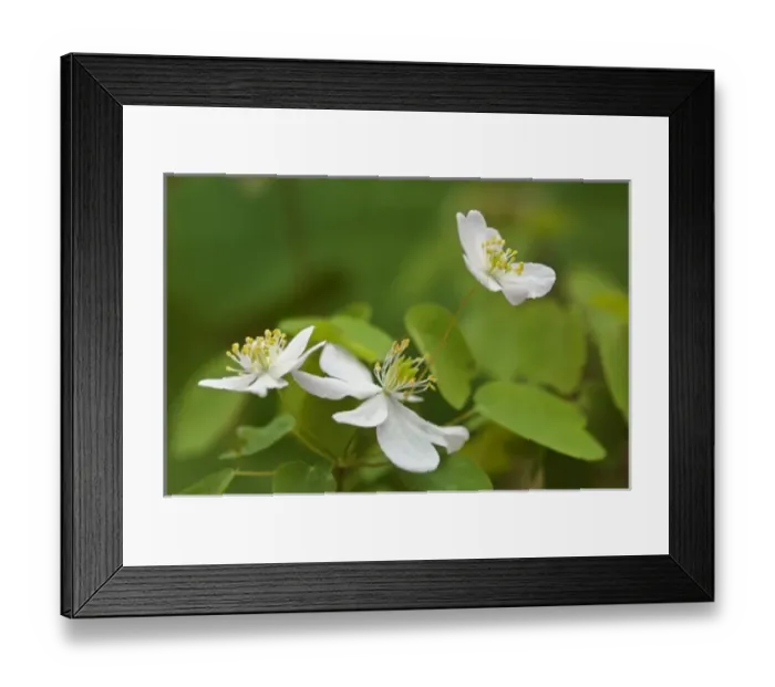 Framed Print : Rue Anemone (Anemonella thalictroides), Buttercup Family (Ranunculaceae), Lost Valley Trail Framed Print : Rue Anemone (Anemonella thalictroides), Buttercup Family (Ranunculaceae), Lost Valley Trail