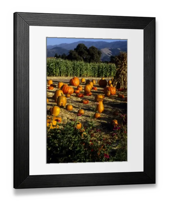Framed Print : California: Santa Ynez Valley, Solvang farm stand, with pumpkins and hay stack, October Framed Print : California: Santa Ynez Valley, Solvang farm stand, with pumpkins and hay stack, October