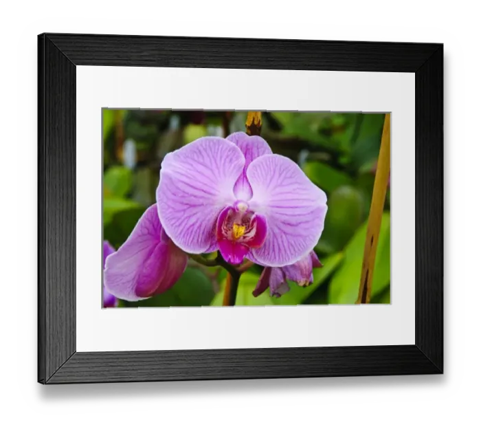 Framed Print : Palm Springs, California. Orchids