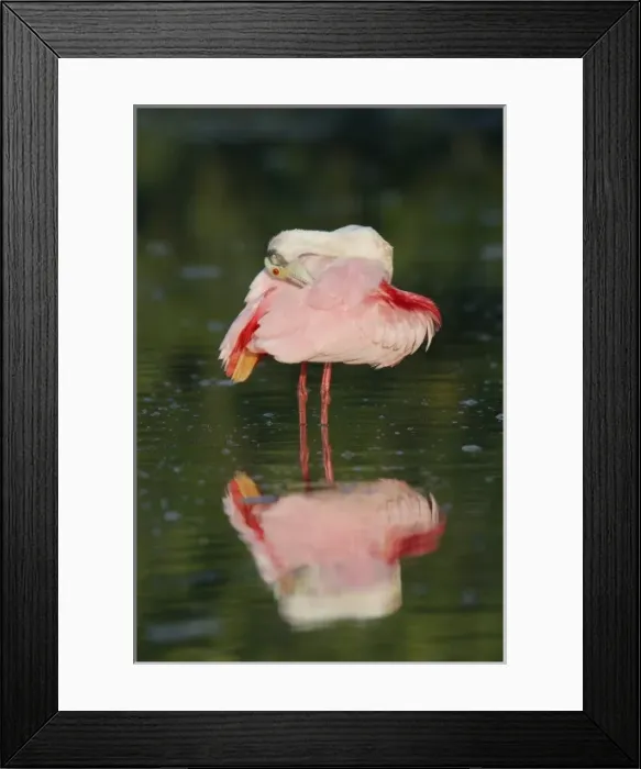 Framed Print : USA, Florida, Tampa Bay. Roseate spoonbill preens in dark green water