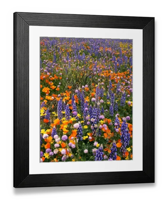 Framed Print : USA, California, Gorman. Field of poppies and lupine wildflowers Framed Print : USA, California, Gorman. Field of poppies and lupine wildflowers