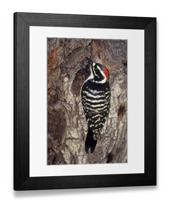Framed Print : USA, California, Eastern Sierra Nevada Mountains, Lee Vining. Wild Nuttall s Framed Print : USA, California, Eastern Sierra Nevada Mountains, Lee Vining. Wild Nuttall s
