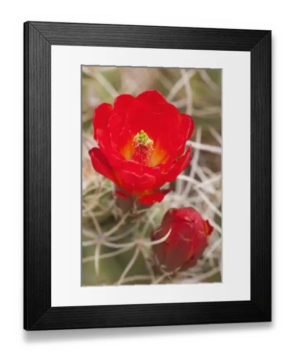 Framed Print : CA, Joshua Tree NP, flowering Claret cup cactus (also called Hedgehog or Mojave mound