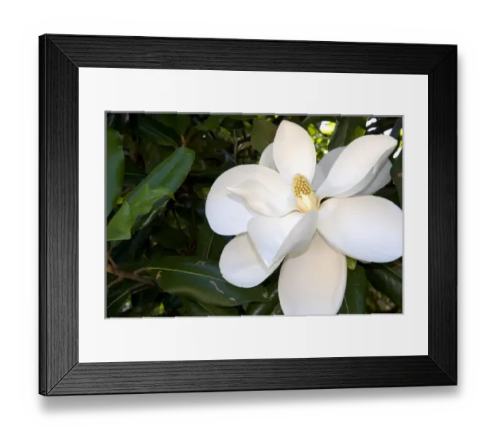 Framed Print : Magnolia tree Framed Print : Magnolia tree