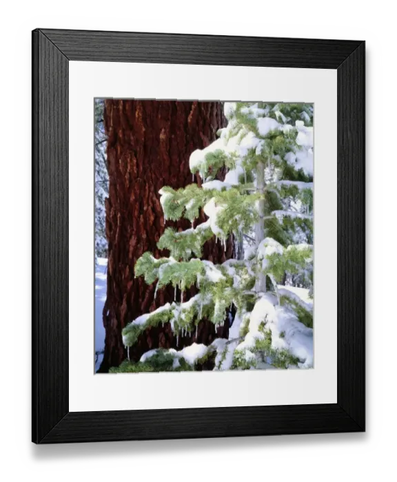 Framed Print : USA, North America, California