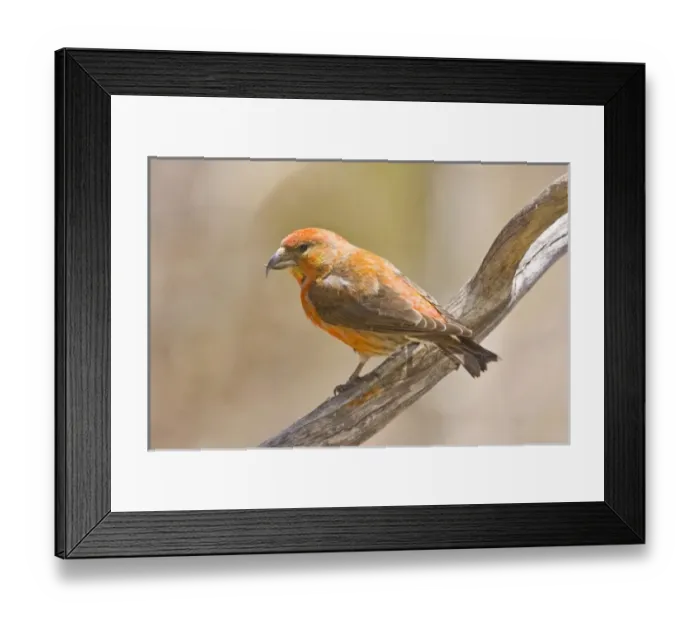 Framed Print : USA, North America, Colorado