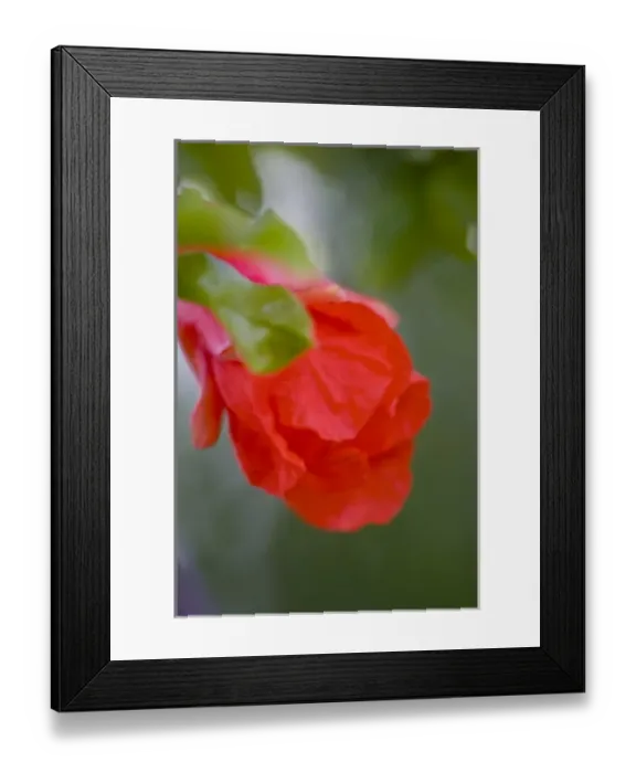 Framed Print : O odham Pomegranate Flower, Punica granatum, Sonoran Desert, Desert Botanical Garden
